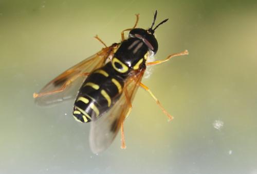 Réf. 217 764 : Chrysotoxum festivum